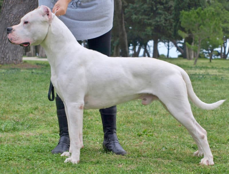 Most Expensive Dogs - Dogo Argentino