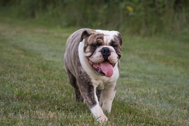 Most Expensive Dogs - English Bulldog