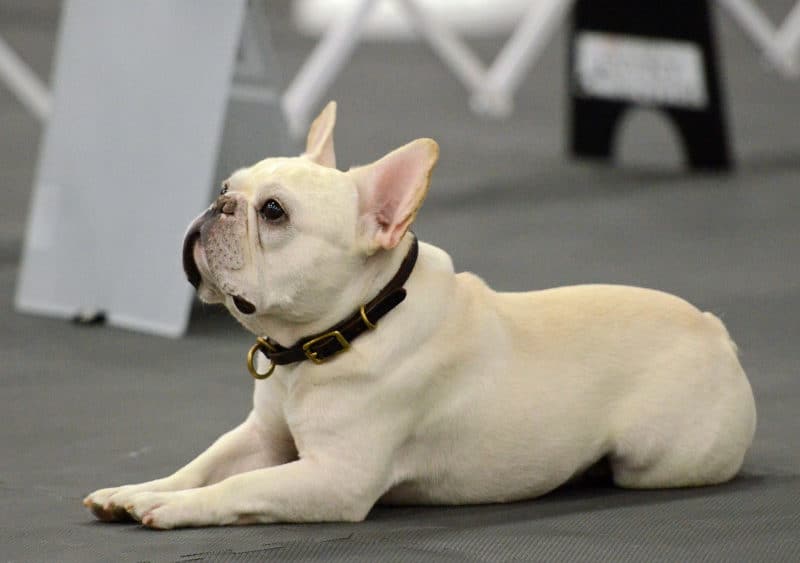 Most Expensive Dogs - French Bulldog