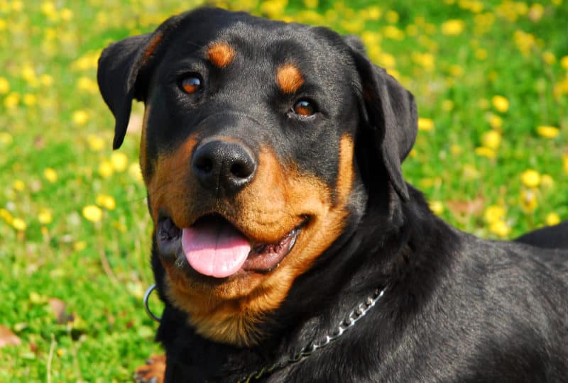 Most Expensive Dogs - Rottweiler