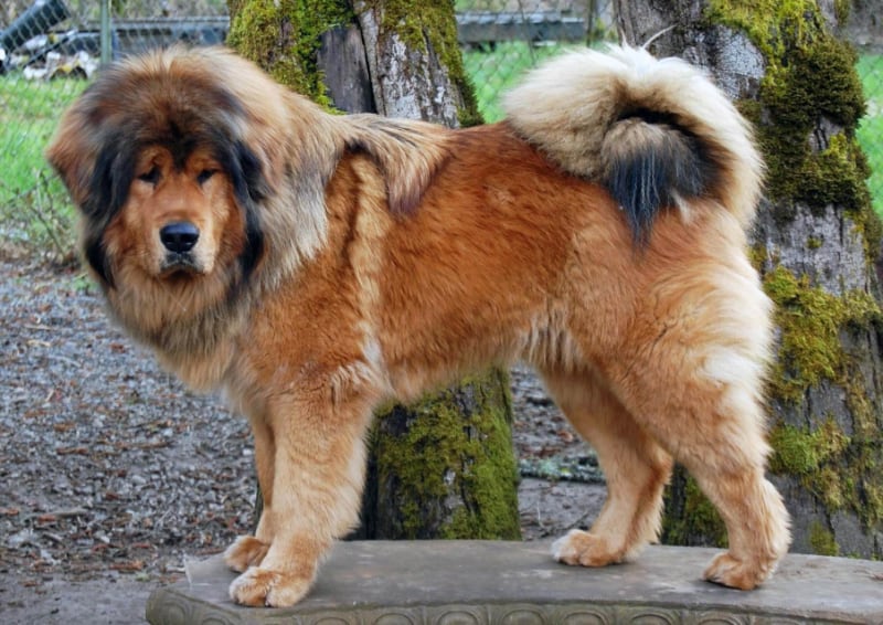 The 20 Most Expensive Dogs In The World 2024 Wealthy Gorilla The 20 Most Expensive Dogs In The World 2024 Wealthy Gorilla