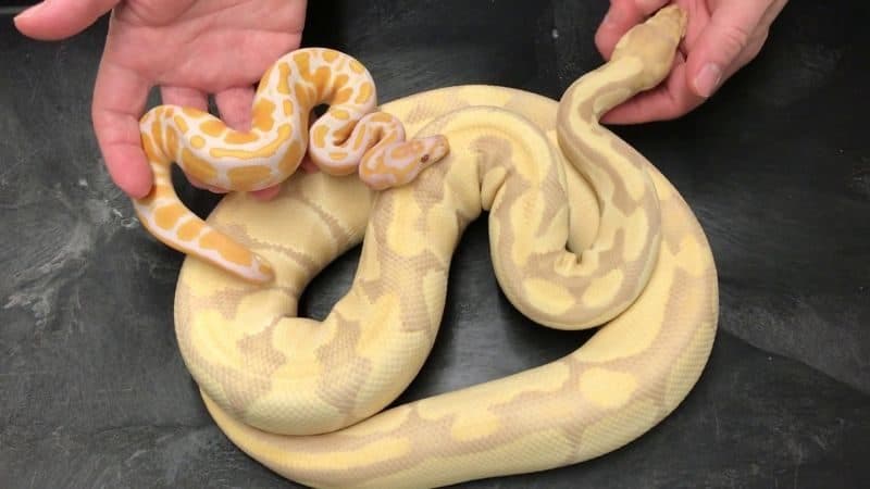 Most Expensive Pets - Lavender Albino Ball Python