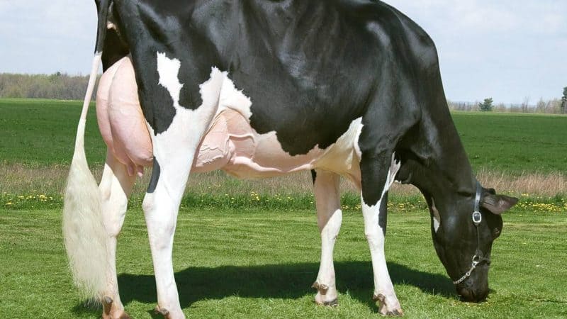 Most Expensive Pets - Missy Missy Cow