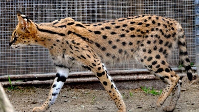 Most Expensive Pets - Savannah Cat