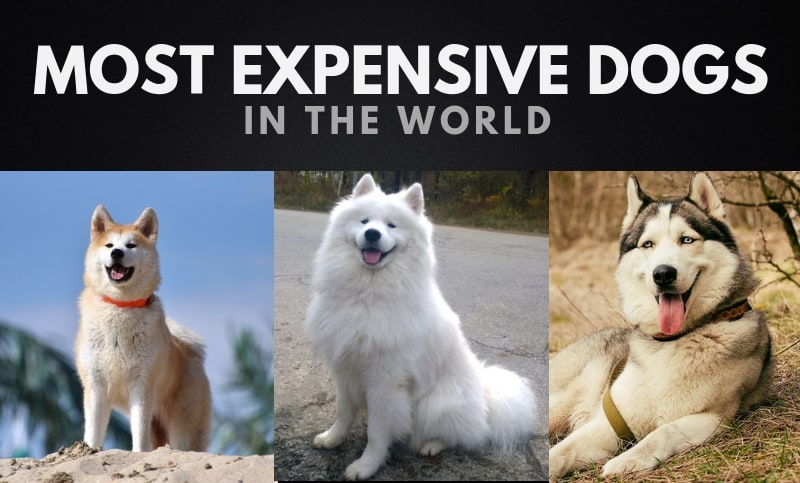 The 20 Most Expensive Dogs in the World