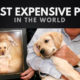 The Most Expensive Pets in the World