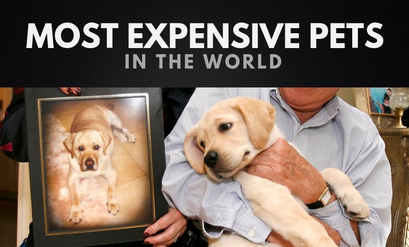 The 20 Most Expensive Pets in the World