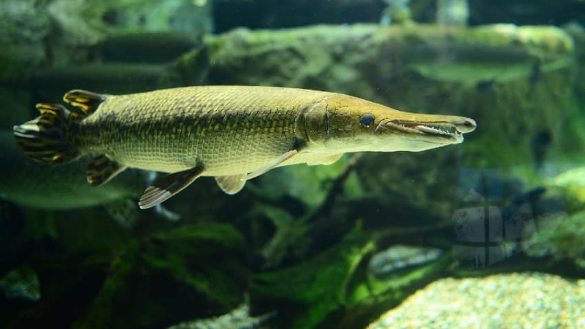 Most Expensive Fish - Golden Alligator Gar
