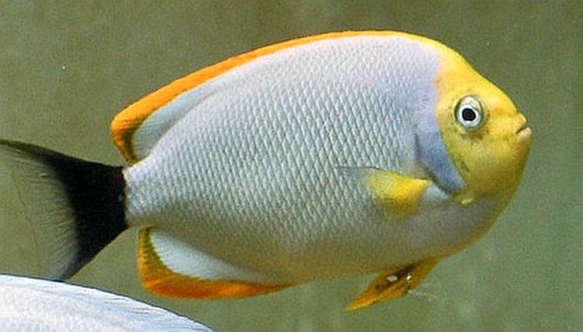 Most Expensive Fish - Masked Angelfish