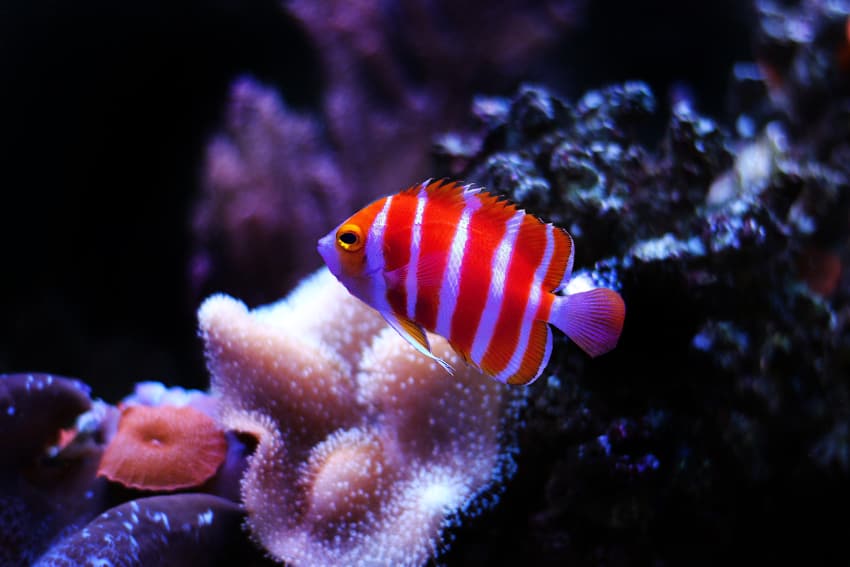 Most Expensive Fish - Peppermint Angelfish