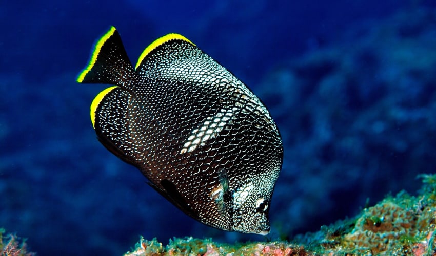 Most Expensive Fish - Wrought Iron Butterflyfish