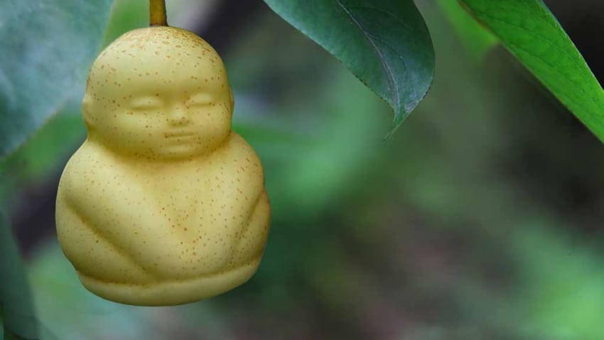 Most Expensive Fruits In the World - Buddha Shaped Pears
