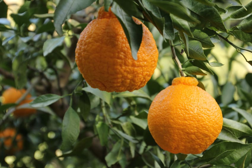 Most Expensive Fruits in the World -  Dekopon Citrus