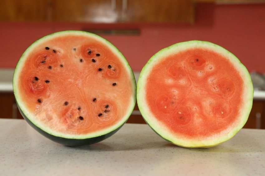 Most Expensive Fruits in the World - Densuke Watermelon