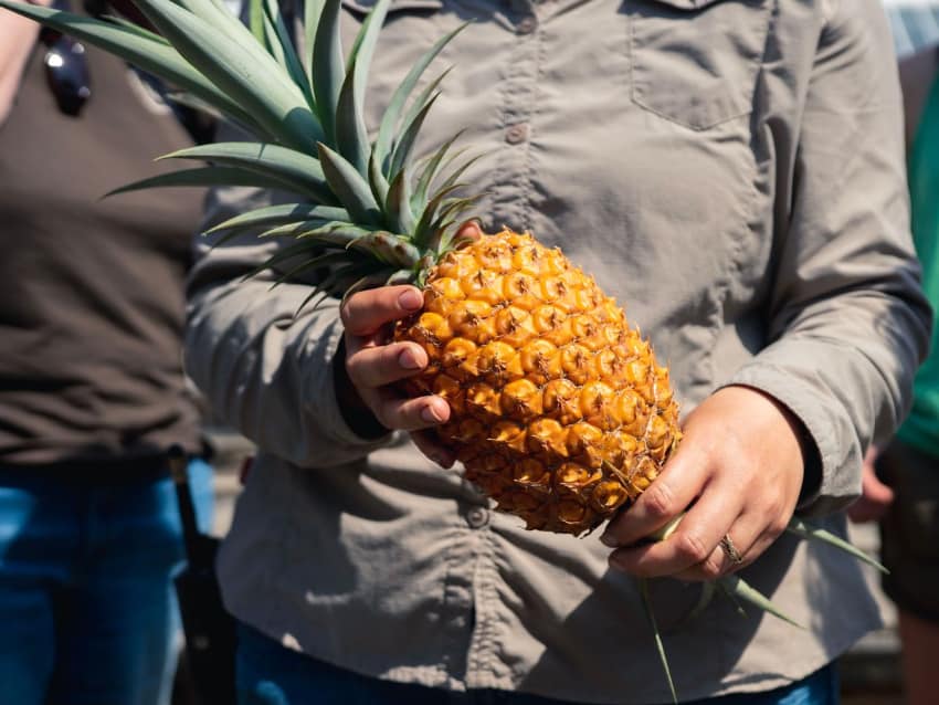 Most Expensive Fruits in the World -  Lost Gardens of Heligan Pineapple