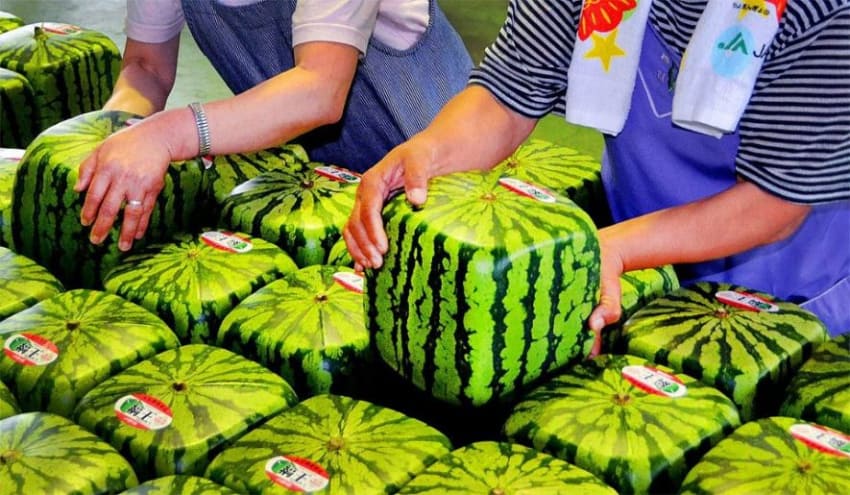 Most Expensive Fruits in the World - Square Watermelon