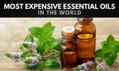The 10 Most Expensive Essential Oils In The World