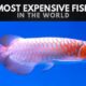 The 10 Most Expensive Fish in the World