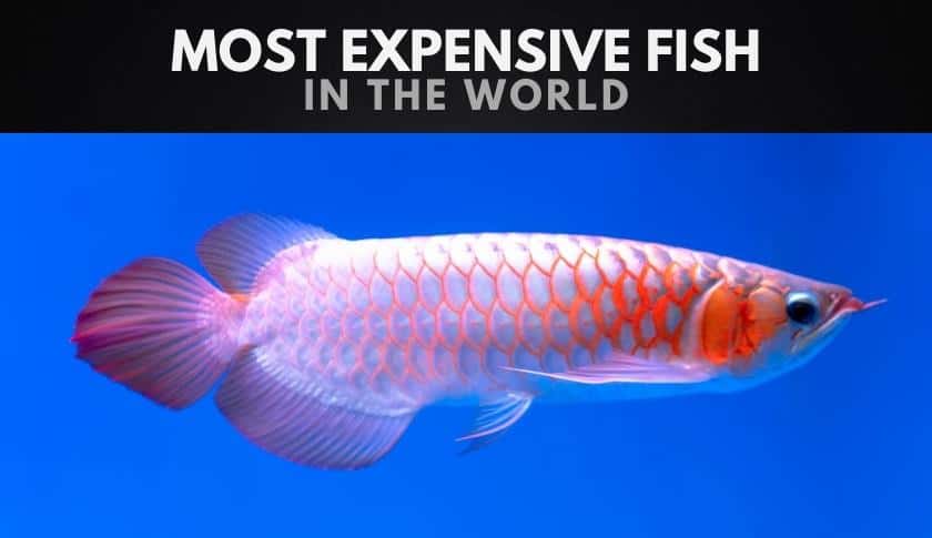 What is the rarest most expensive fish?