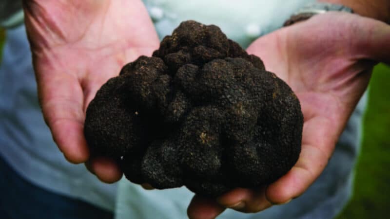 Most Expensive Truffles in the World - 2.86 Pound Croatian Truffle