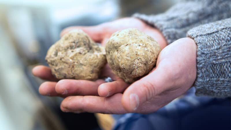 Most Expensive Truffles in the World - 3.3 Pound White Tuscan Truffles