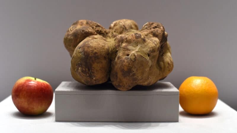 Most Expensive Truffles in the World - 4.16 Pound Sotheby's White Truffle