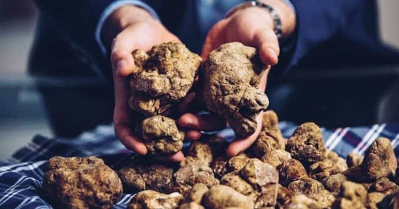Most Expensive Truffles in the World - White Truffle of Alba