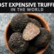 The Most Expensive Truffles in the World