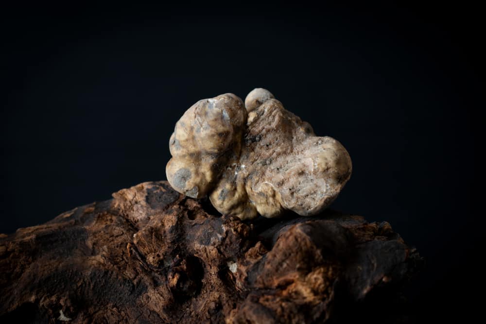 Most Expensive Mushrooms - European White Truffle