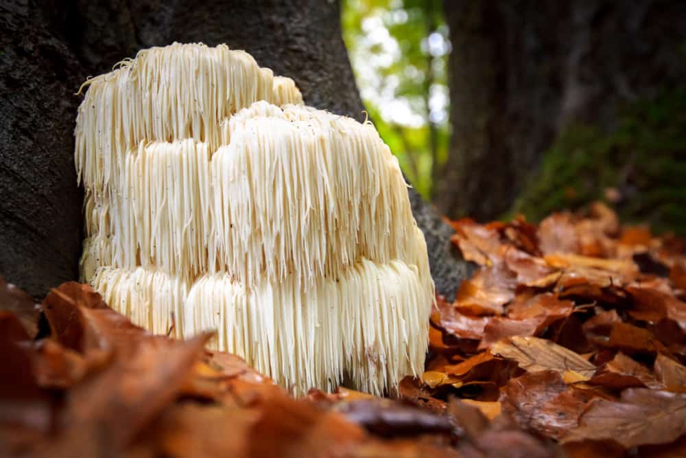 Most Expensive Mushrooms - Lions Mane