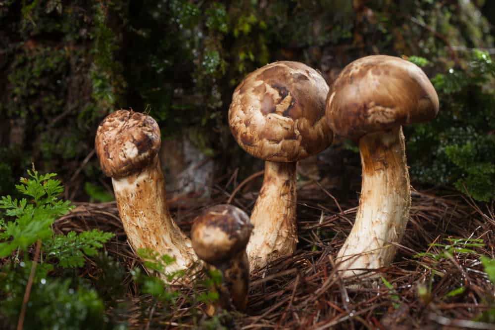 Most Expensive Mushrooms - Matsutake Mushrooms