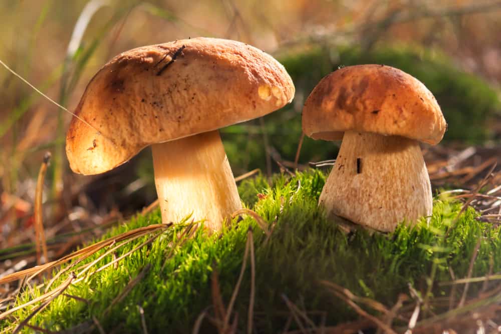 Most Expensive Mushrooms - Porcinni