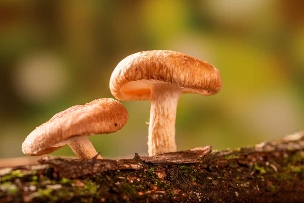 Most Expensive Mushrooms - Shiitake