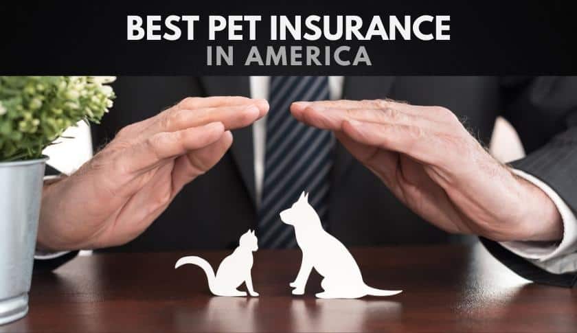 The 10 Best Pet Insurance Companies In America
